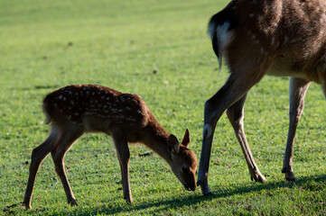 奈良公園の鹿