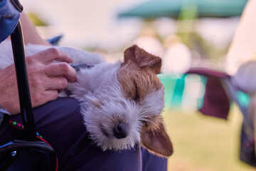 Jack Russell Terrier puppy at a dog show fast asleep on owner's lap