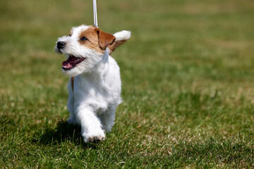 A small excited  tan and white Jack Russell Terrier in the ring at a dog show, showing movement, expression and personality