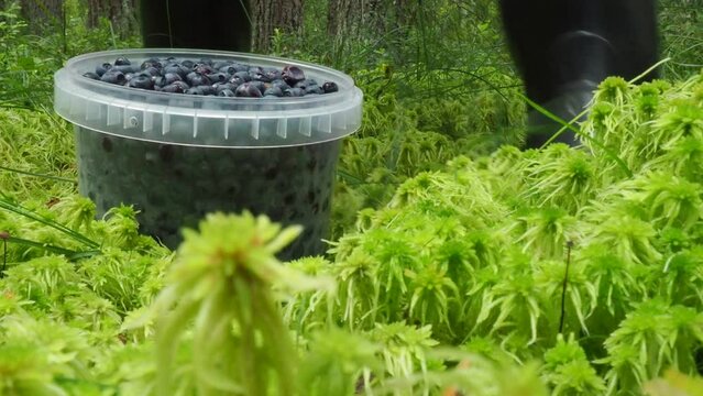 A man in black rubber boots walks through a sphagnum bog, bends down and picks up a plastic bucket of blueberries. Women's hands stained with blueberries. Vaccinium myrtillus blueberry. Sphagnum moss.