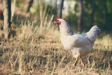 Poules en espace naturel