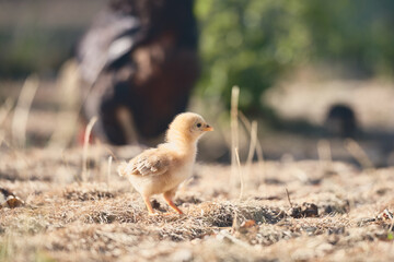 Poules en espace naturel