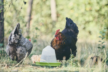 Poules en espace naturel © Stéphane Galonnier