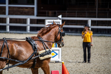 beautiful horse close-up on the field for equestrian events