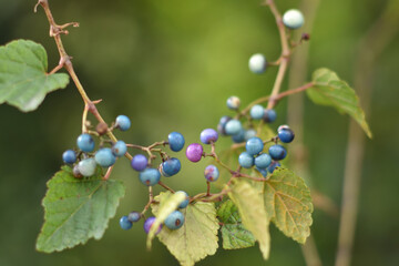 秋の原野のカラフルな実
