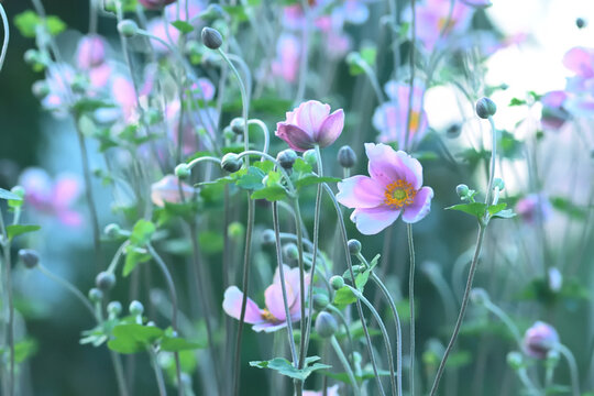 可憐な花 の画像 43 5 件の Stock 写真 ベクターおよびビデオ Adobe Stock