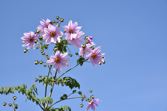 大輪の花皇帝ダリヤ
