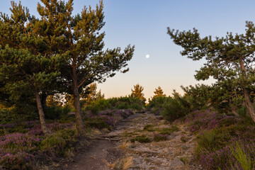 Fototapeta na wymiar Chemin de randonnée au sommet du Mont Caroux à l'aube, avec la lune