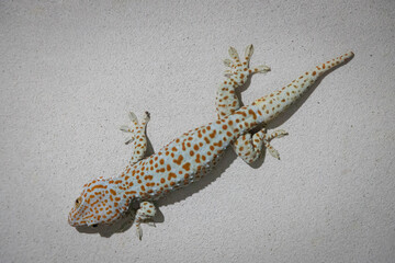 Large gecko is perched