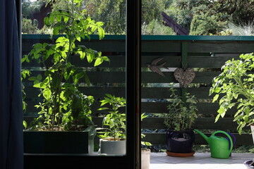 Tomatoes and herbs  growing in containers on balcony