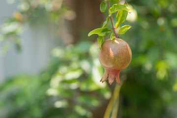 Pomegranate growing in the garden