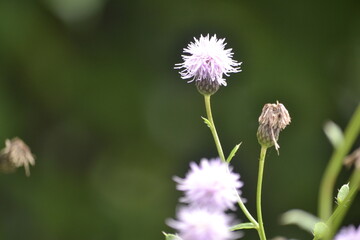 бурьян © Александр Гербенко