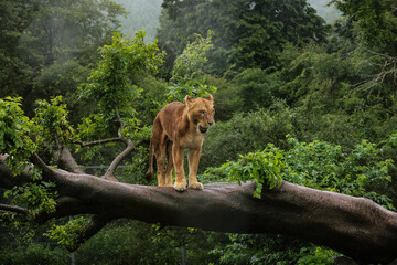 木の上のライオン