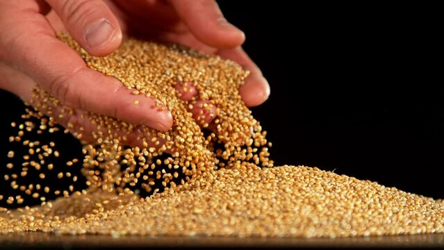 Falling of grain millet from farmers hands, close-up, macro shot. Filmed on high speed cinematic camera at 1000 fps.