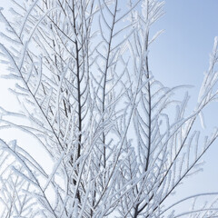 Snow and rime ice on the branches of tree. Cool winter background with twigs covered with hoarfrost. Plants in the park are covered with hoar frost. Cold snowy weather.