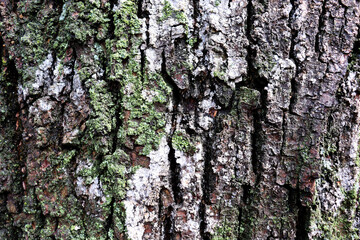 Old tree with green moss on surface bark