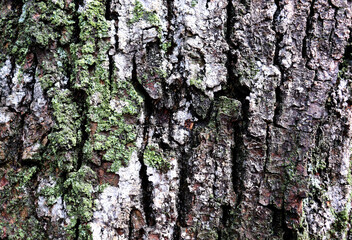 Tree with green moss on bark