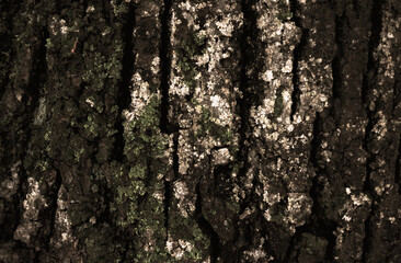 Old tree bark for natural background