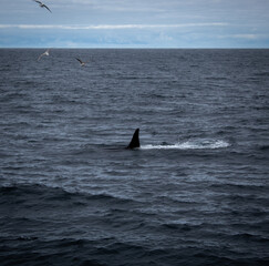 Fototapeta premium Orca in the northern arctic ocean