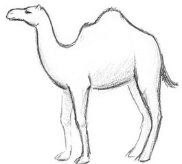 Hand pencil drawn camel. Fantasy map creator.