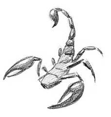 Hand pencil drawn scorpion. Fantasy map creator.