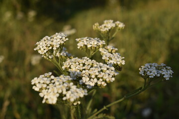 wild flowers in the field