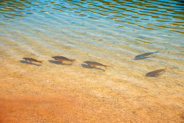 fishes in shallow water of a mountain lake