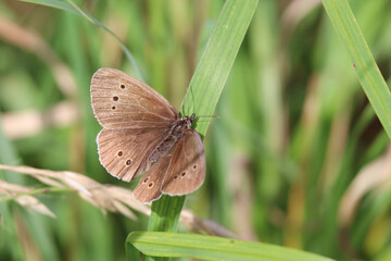 Butterfly on grass