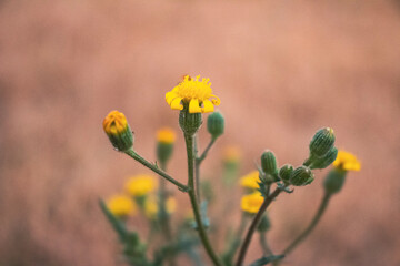 yellow flowers