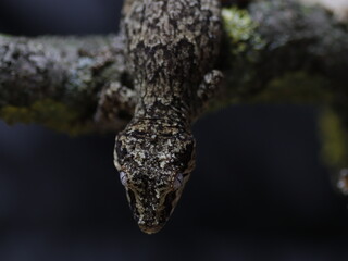 big lizard group on the tree