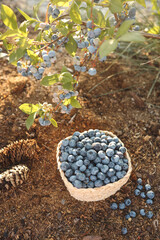 Blueberries in a basket against the background of a bush with berries
