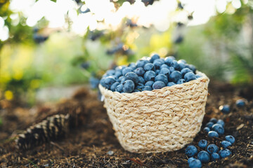 Blueberries in a basket against the background of a bush with berries