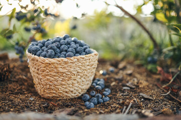 Blueberries in a basket against the background of a bush with berries