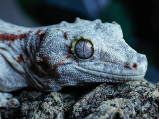 red and white lizard gecko rhacodactylus © ukasz