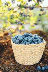 Blueberries in a basket against the background of a bush with berries