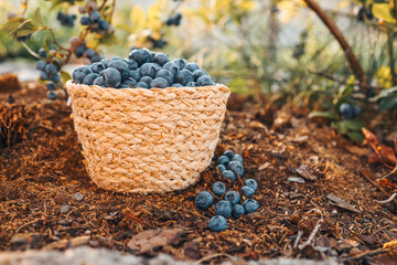 Blueberries in a basket against the background of a bush with berries