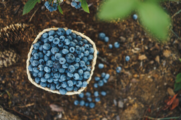 Fototapeta premium Blueberries in a basket against the background of a bush with berries