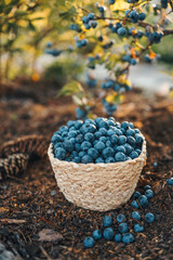 Fototapeta na wymiar Blueberries in a basket against the background of a bush with berries