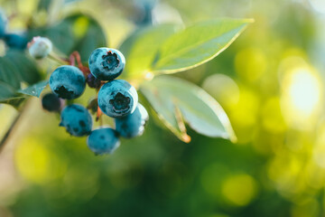 Fototapeta premium A branch of a large blueberry on a bush close-up