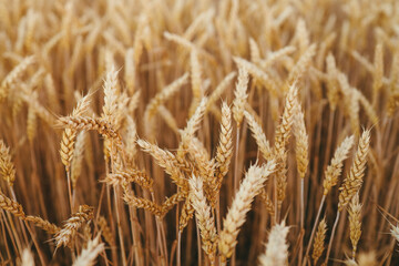 ears of wheat on the field a during sunset. wheat agriculture harvesting agribusiness concept. walk in large wheat field. large harvest of wheat in summer on the field landscape lifestyle