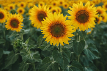 Obraz premium Sunflower field yellow summer close up