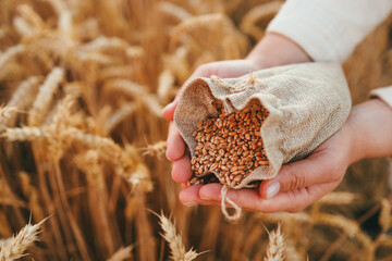 Hands with grain of wheat on the field close-up, harvesting © shine.graphics