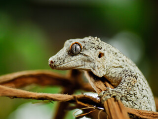 black and white lizard gecko rhacodactylus