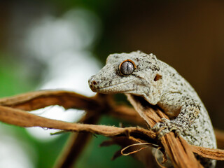 black and white lizard gecko rhacodactylus