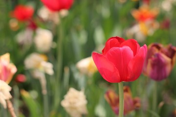red and white tulips
