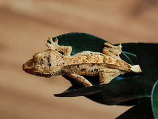 big lizard crested gecko on the grass © ukasz