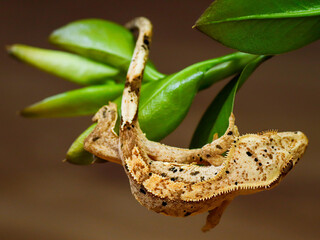 big lizard crested gecko on the grass