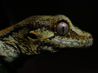 little gargoyle gecko on the grass © Exotic Space