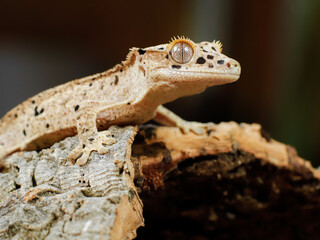 little lizard on the tree gecko crestedgecko