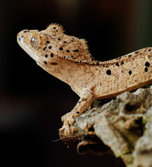 little lizard on the tree gecko crestedgecko